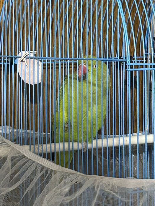 Продам ожереловый попугай 2 года