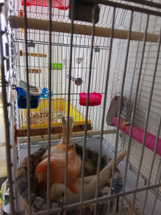 Продам канарейки