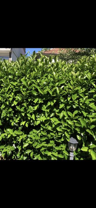 Лавровишна разсад