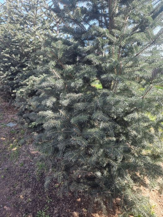 Servicii peisagistica și întreținere grădini