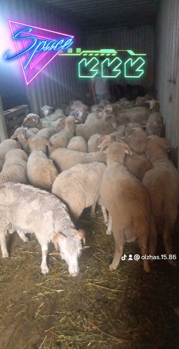 Кой Бараны токтушки продаётся 35000тысч г Алматы Доставка бесплатно ре