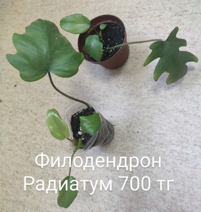 Филодендрон Радиатум