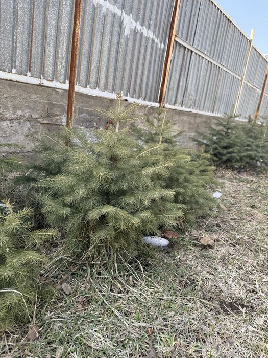 Продам ел. Елки саженцы