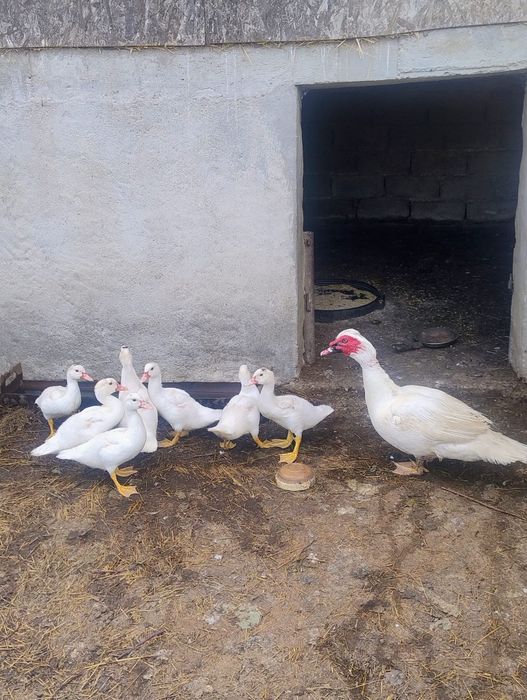 Vând rațe leșești