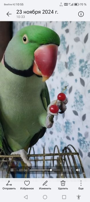 Продам александрийский попугай