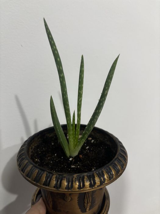 Продам комнатные цветы