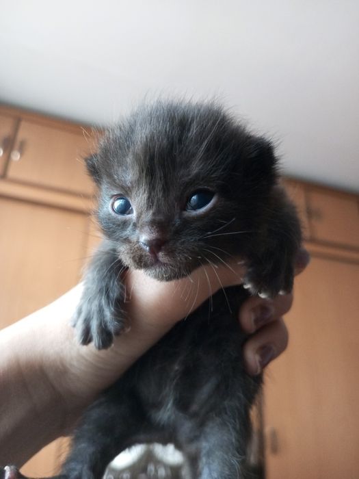 хорошие котятки.