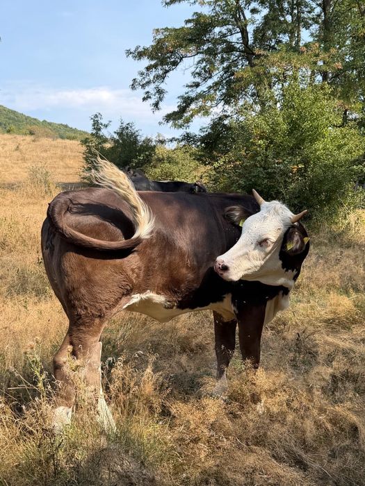 Vand doua juninci si o vaca