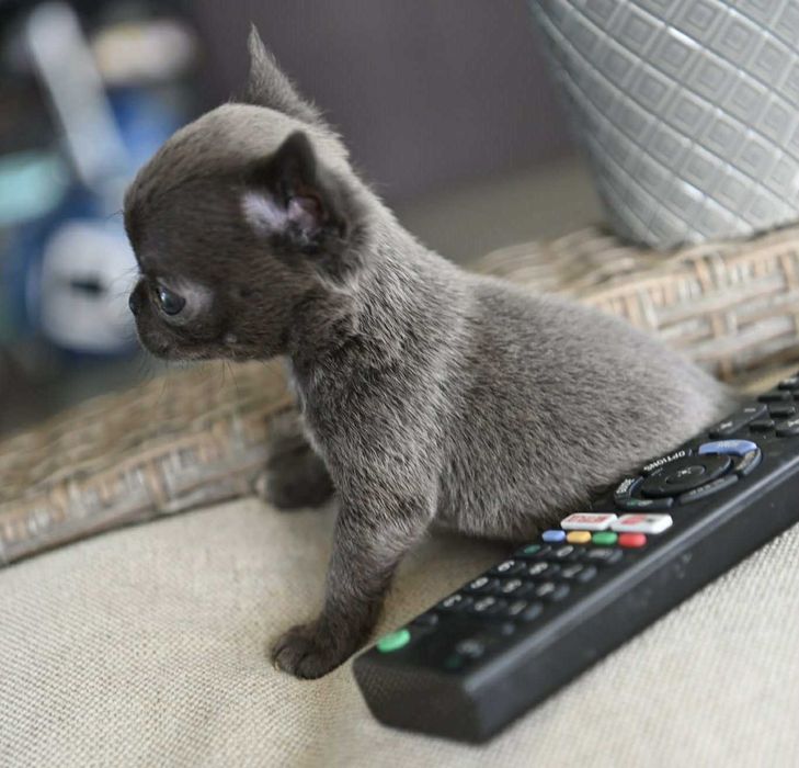 Женско миниатюрно чихуахуа синьо