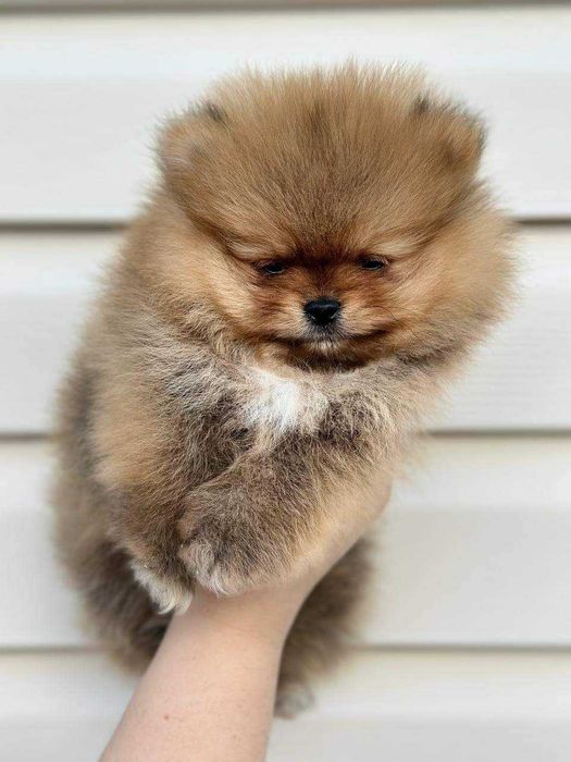 Померан топ мини бейби фейс