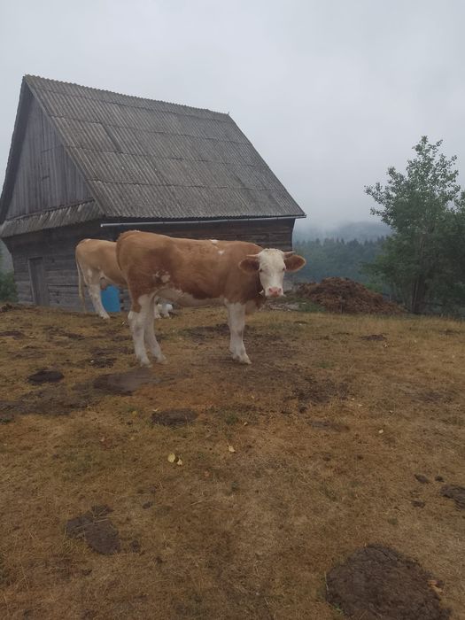 Vacă cu vitel și vițea de 1 an