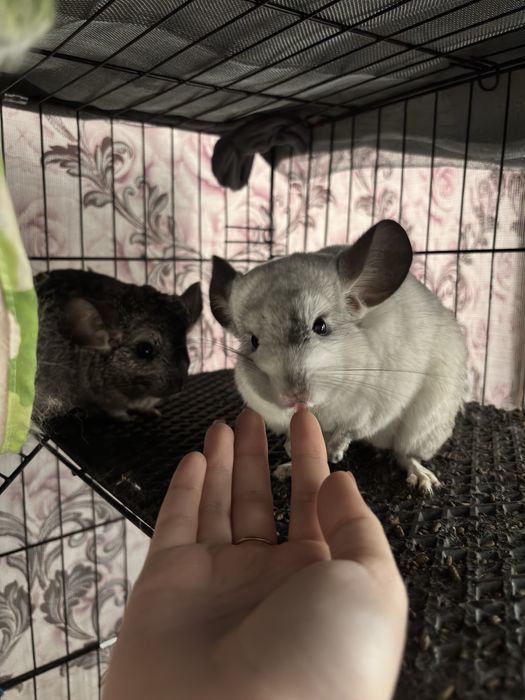 Шиншиллы 2 штуки