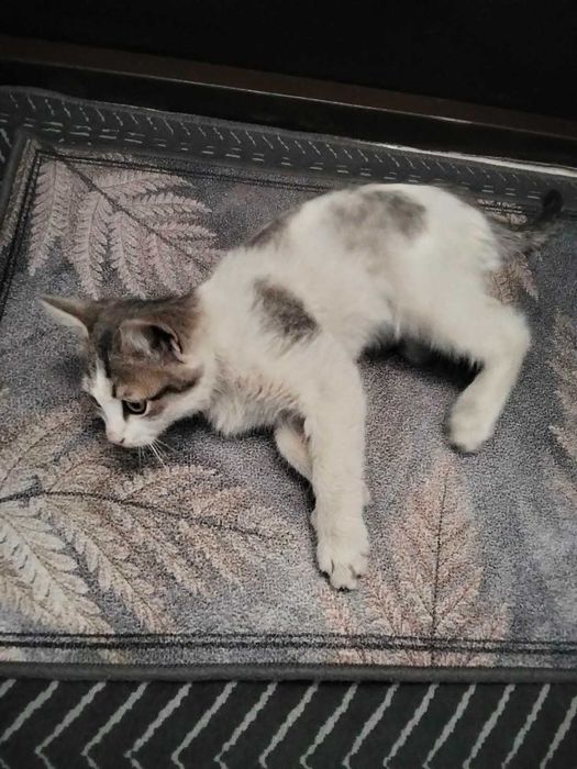 Котята в добрые руки (оба мальчики) крысоловы