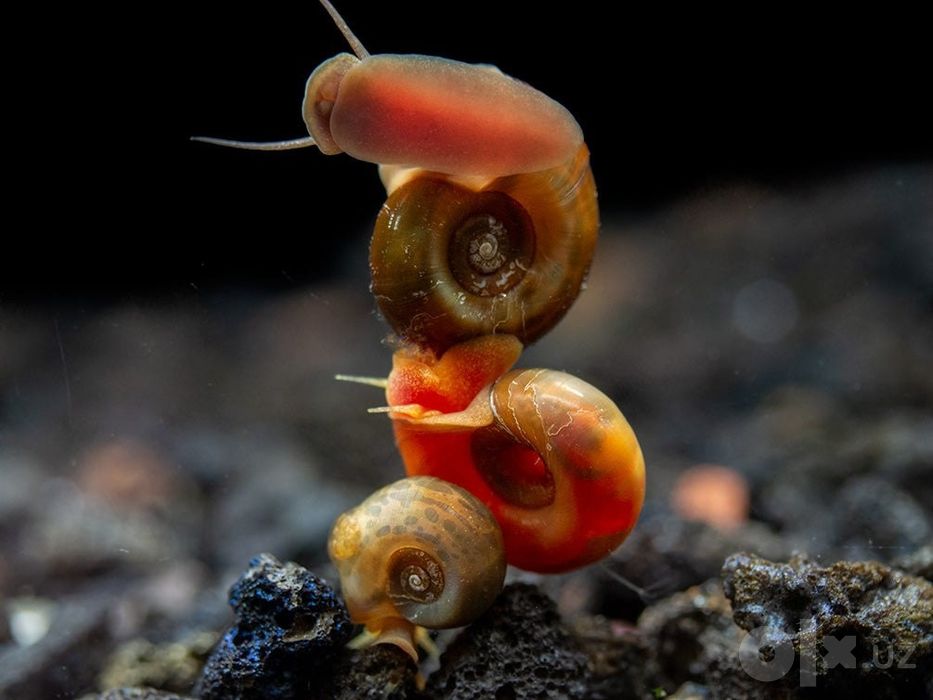 Аквариумные  улитки ( Ramhorn snail)