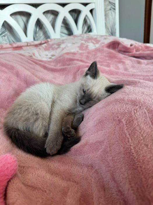 Котенок Sky в добрые ручки
