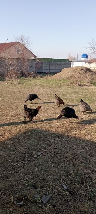 Продаются индюшки