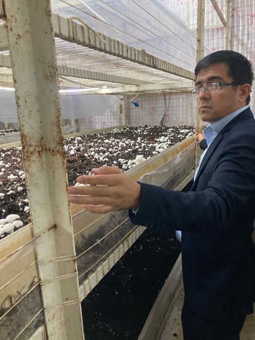 Qo’ziqorin Shampinion sotiladi