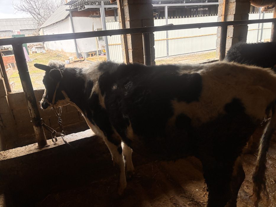 Сиыр сатылады жақсы дені сау