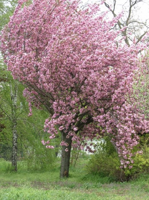Ciresul japonez Prunus serrulata Kanzan