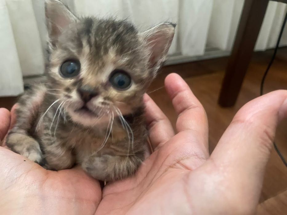 Котята (все мальчики)
​Те