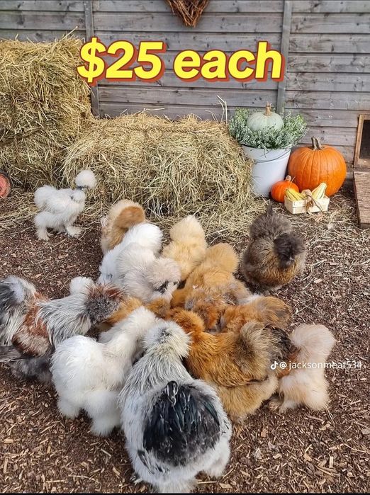 Американский шолк жужалар бор 2 хафталик ва каттарок