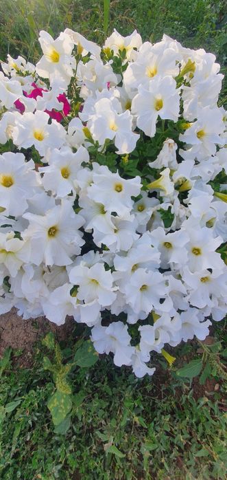 Петуния Тагетис Астра