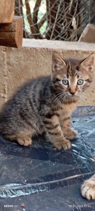 Коте на Четри месеца