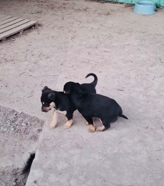 Отдам в добрые руки