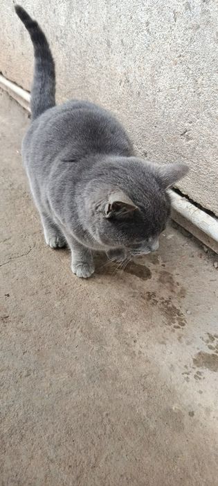 Britaniya kalta yungiga oʻxshaydi