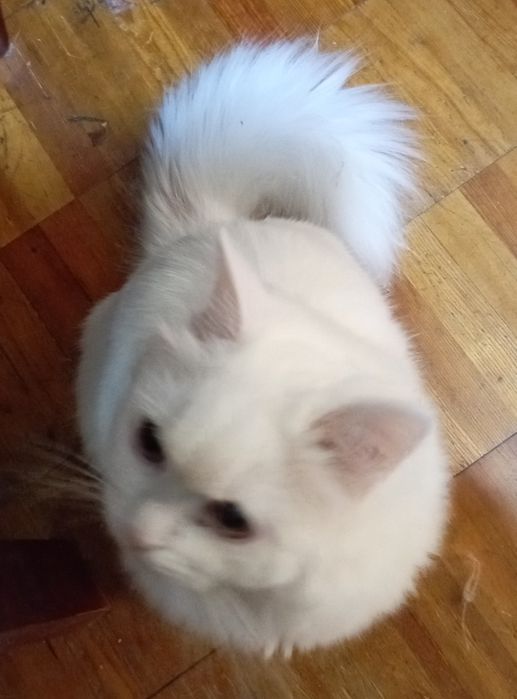 Котёнок мальчик 6 мес.