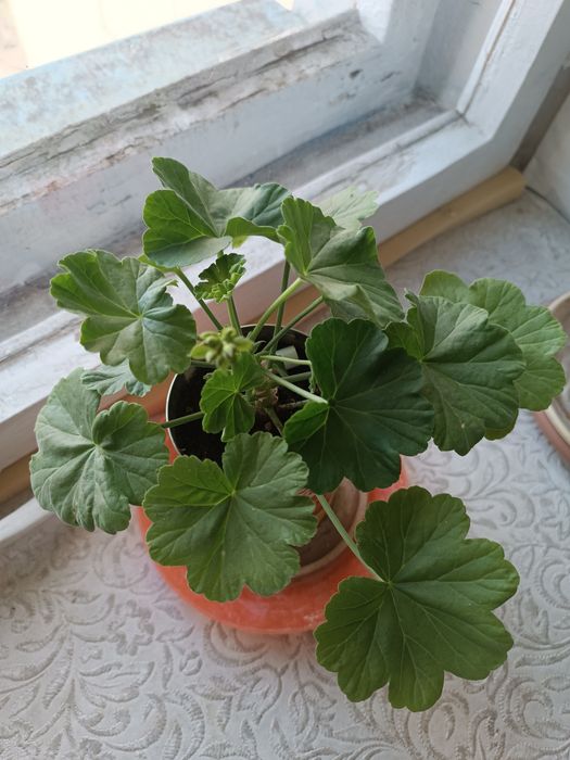 Комнатные цветы,герань