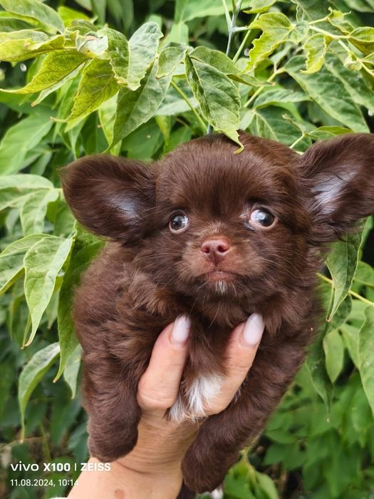 Продам шикарных щенков чихуахуа