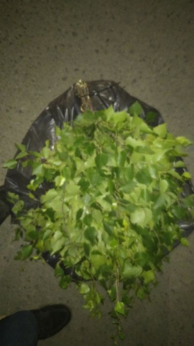 Веники для бани  продам