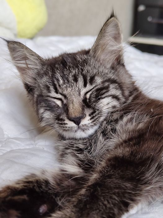 Котенок бесплатно в добрые руки