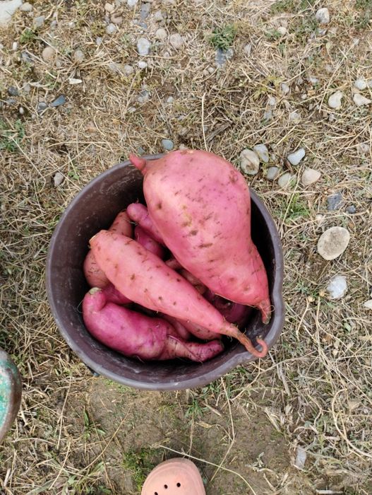 Батат  клубни 1500за кг