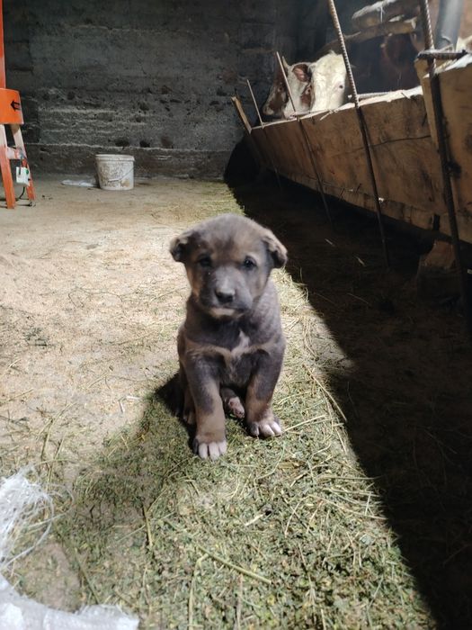 Продам щенка 1 мес