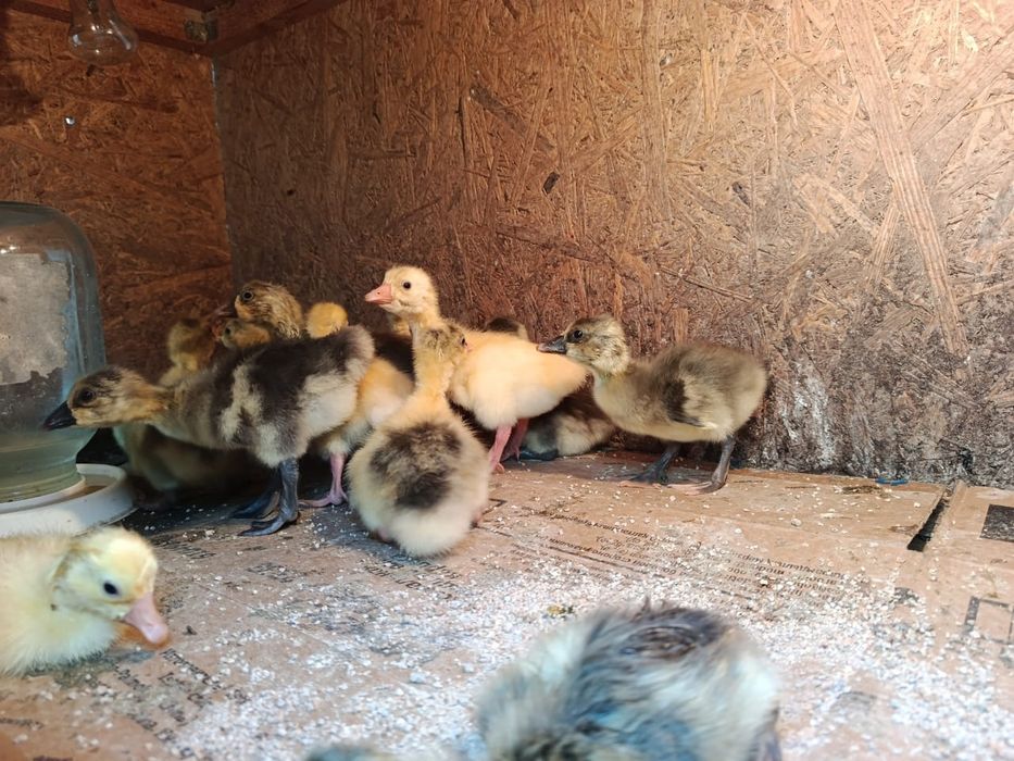 Продаются гусята 2 суточные