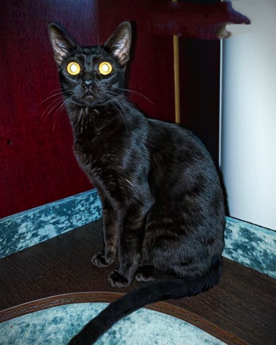 Черная бенгальская кошечка