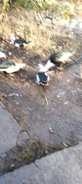 Продам индоуток ,штучно или семьей