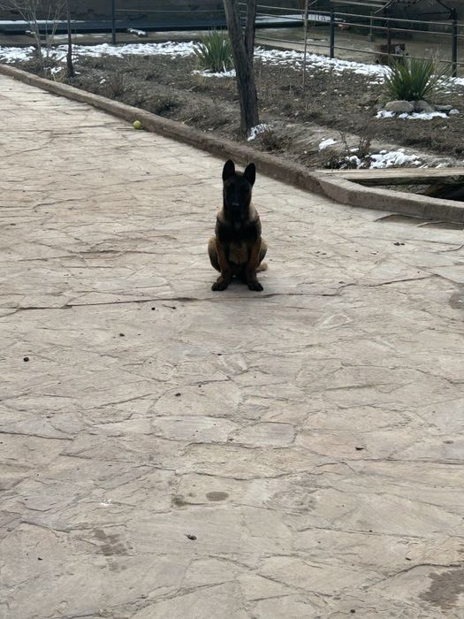 Белгейски овчарка