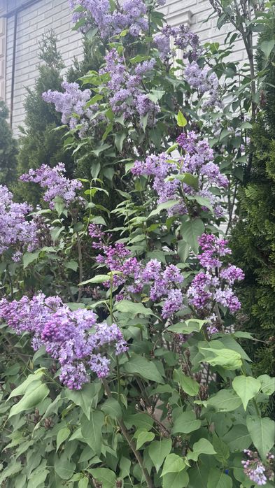 Сирень продам алматы