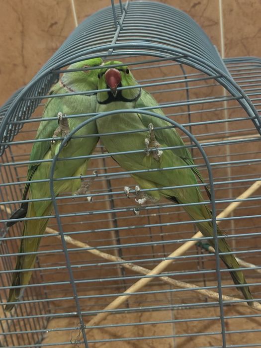 Ожереловые попугаи