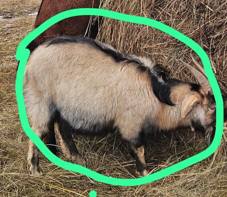 Козел альпийский