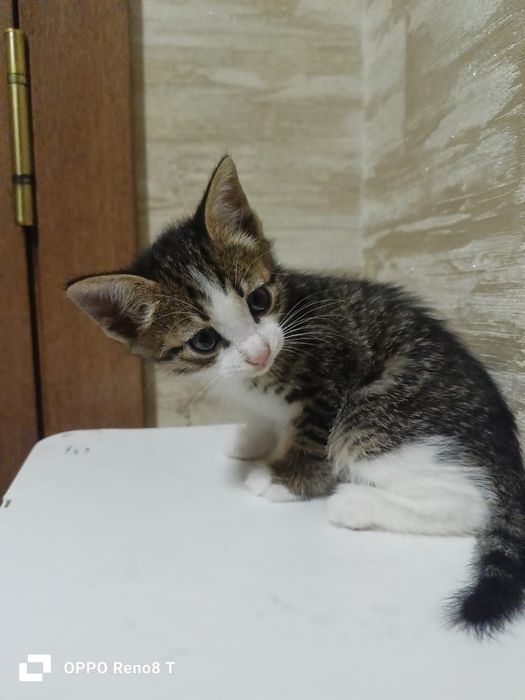 Котенок котята кошка