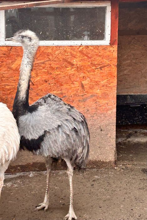 Schimb cu femela struț Nandu