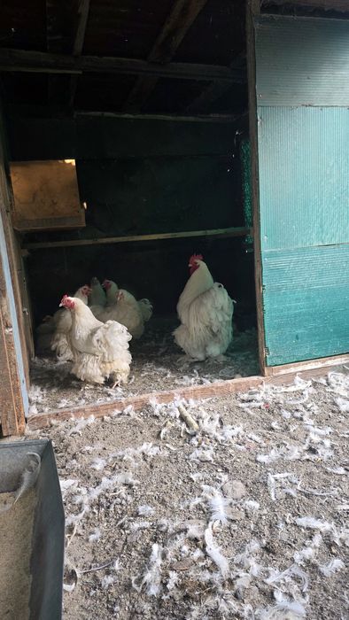 Продам курей кахенхин