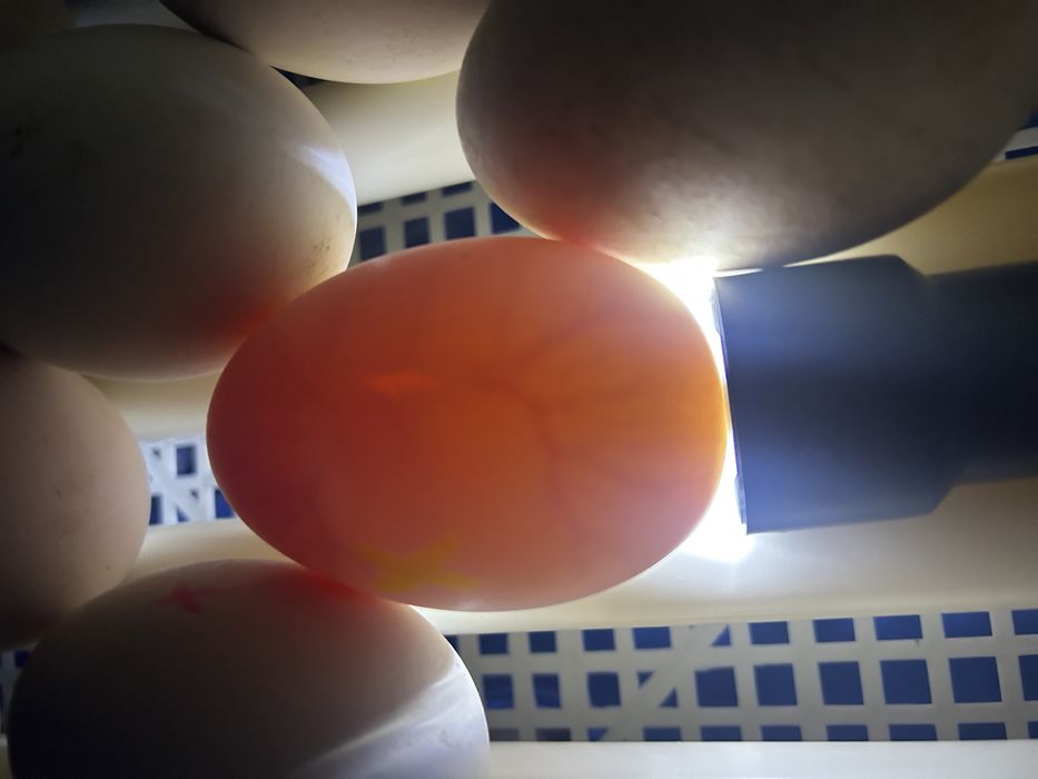 Гусиные яйца.