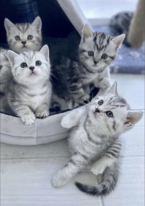 Чистокровные Британские котята