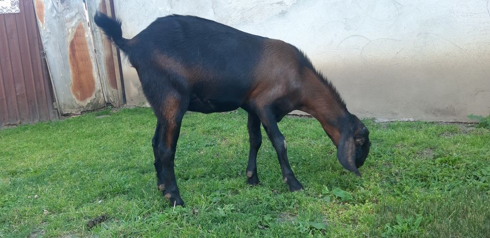 Capra Anglo Nubian