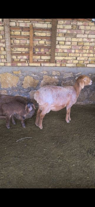 Хисори куйлар сотилади